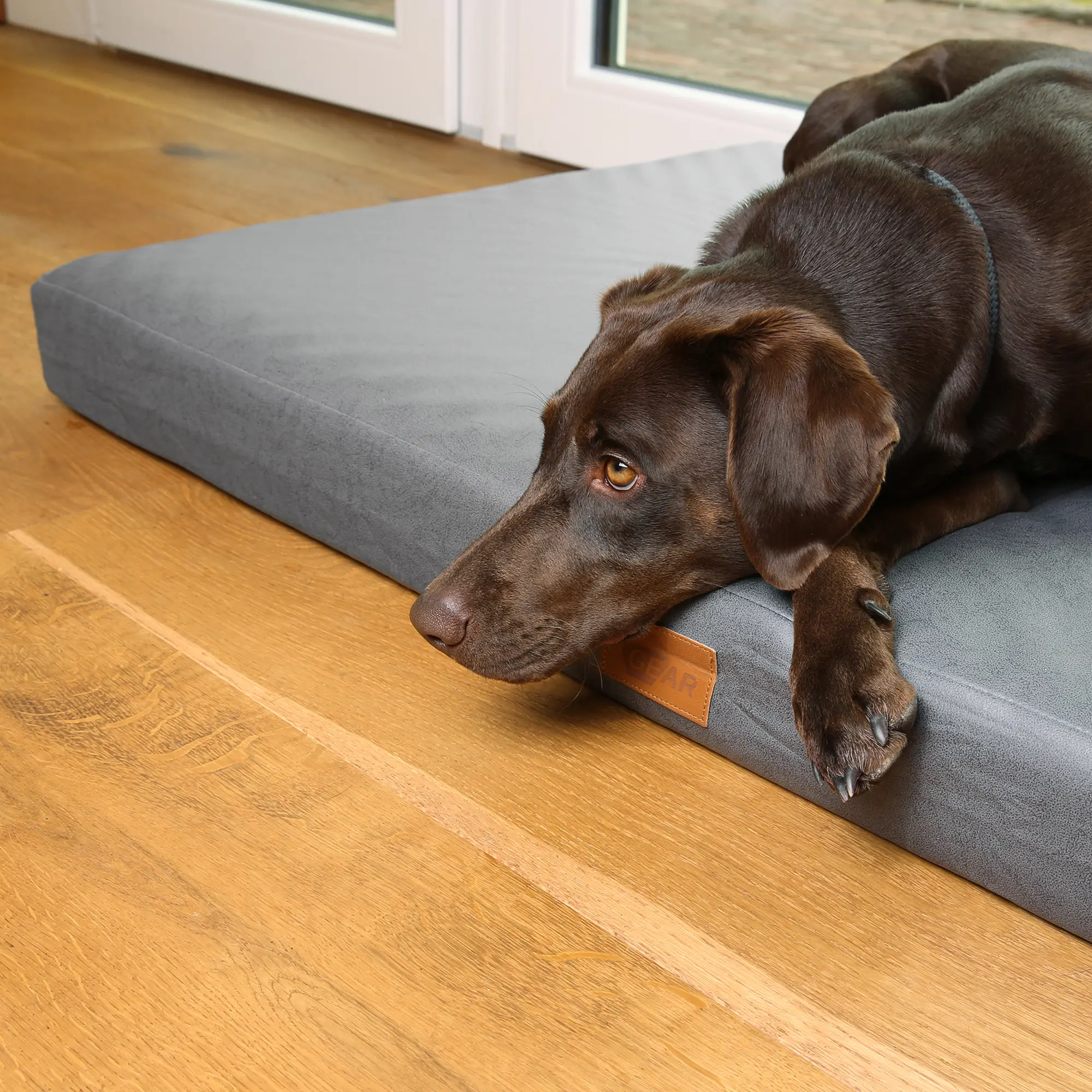 Un chien marron clair allongé sur un matelas gris posé sur un plancher en bois, regardant pensivement par une fenêtre.