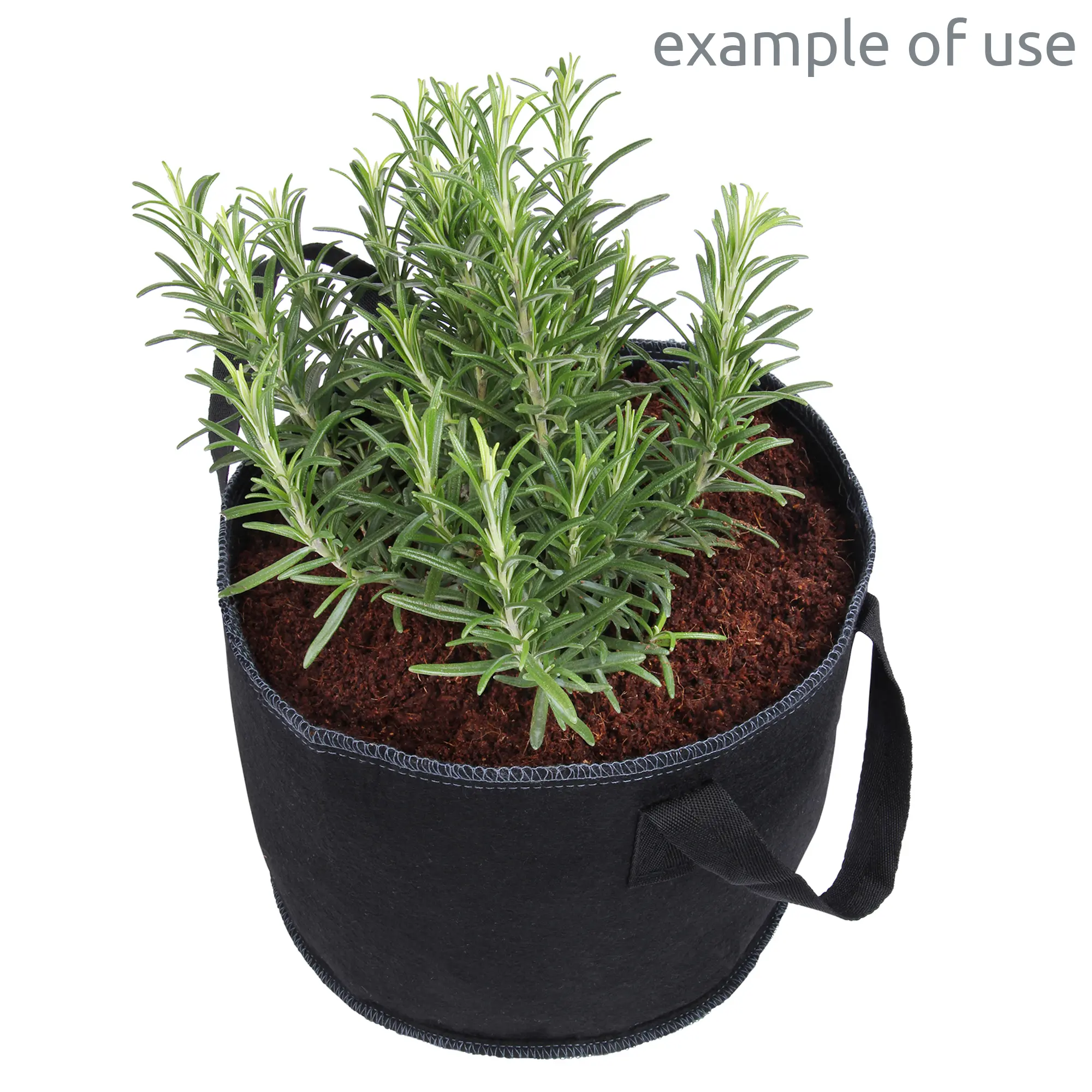 Piante di rosmarino che crescono in una sacca nera piena di terra di cocco yourGEAR, ideale per semina e coltivazione, esempio d’uso delle tavolette di fibra di cocco non concimate e prive di torba.