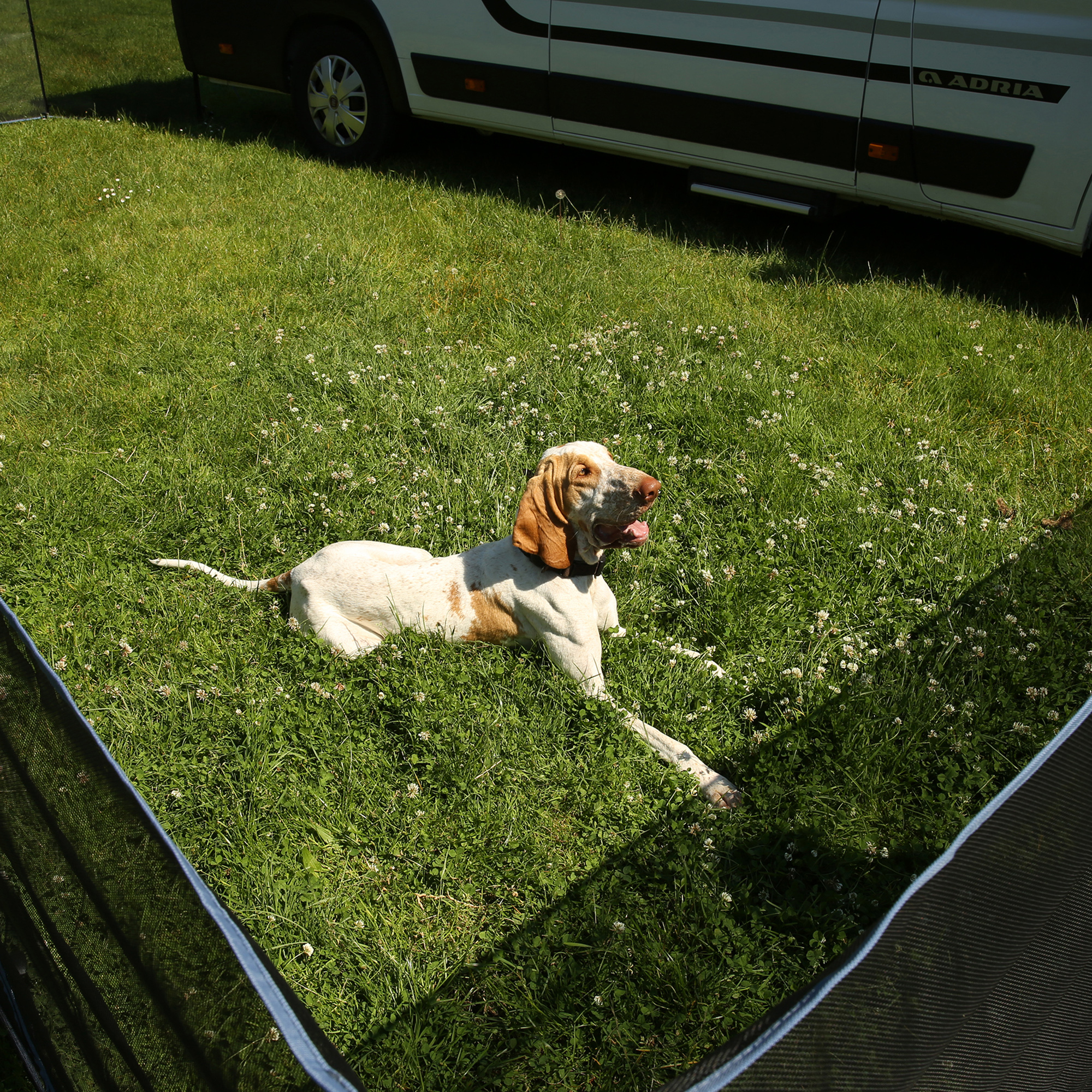 Cane sdraiato all’interno del recinto mobile your GEAR Larino 400 su prato verde, con camper sullo sfondo; recinto nero alto 90 cm, ideale per campeggio e giardino, modularmente estendibile.