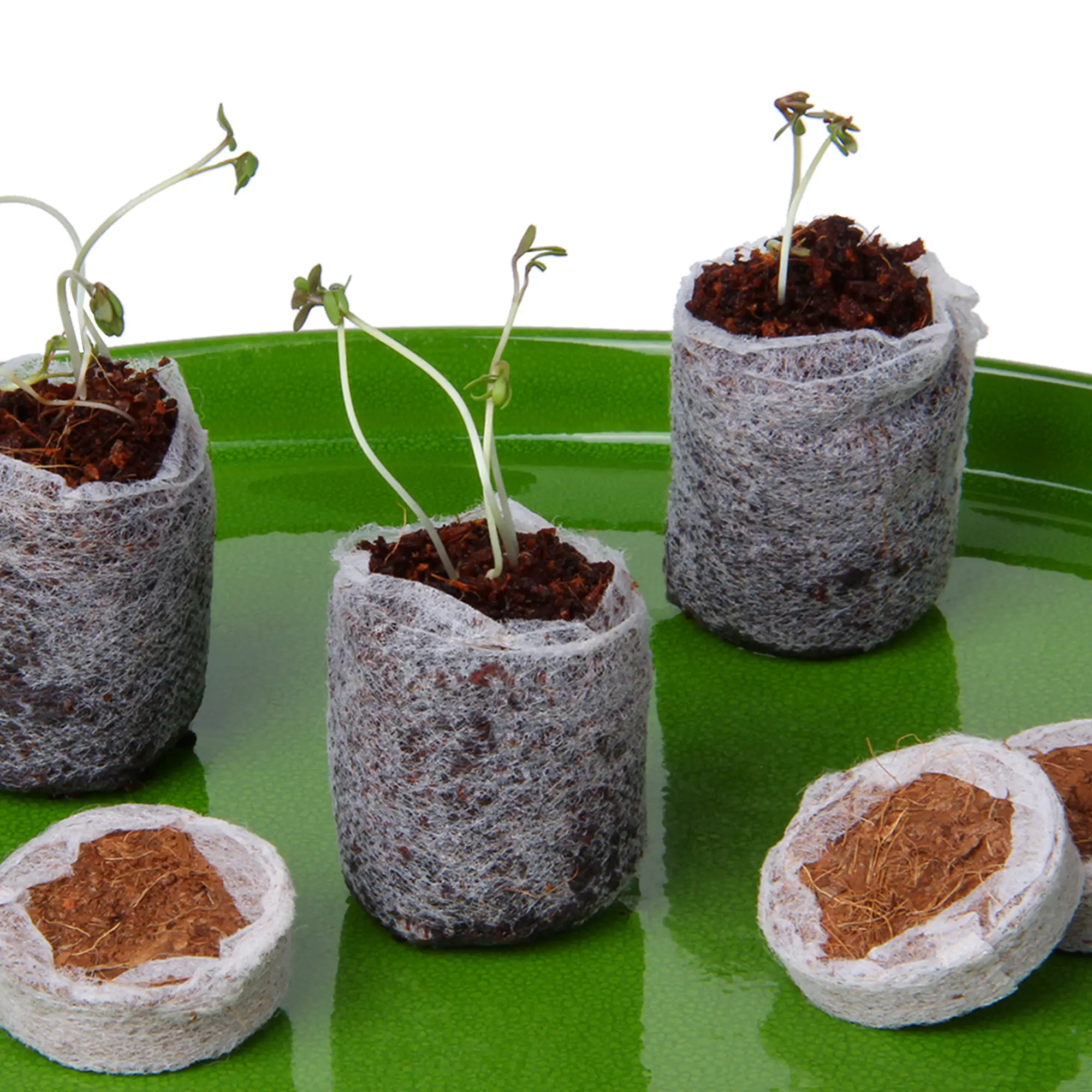 Tabletas de coco yourGEAR para germinación, con y sin plántulas, en una bandeja verde. Sustrato de fibra de coco en discos de 3 cm con malla, ideales para siembra y cultivo ecológico, sin turba ni fertilizantes.