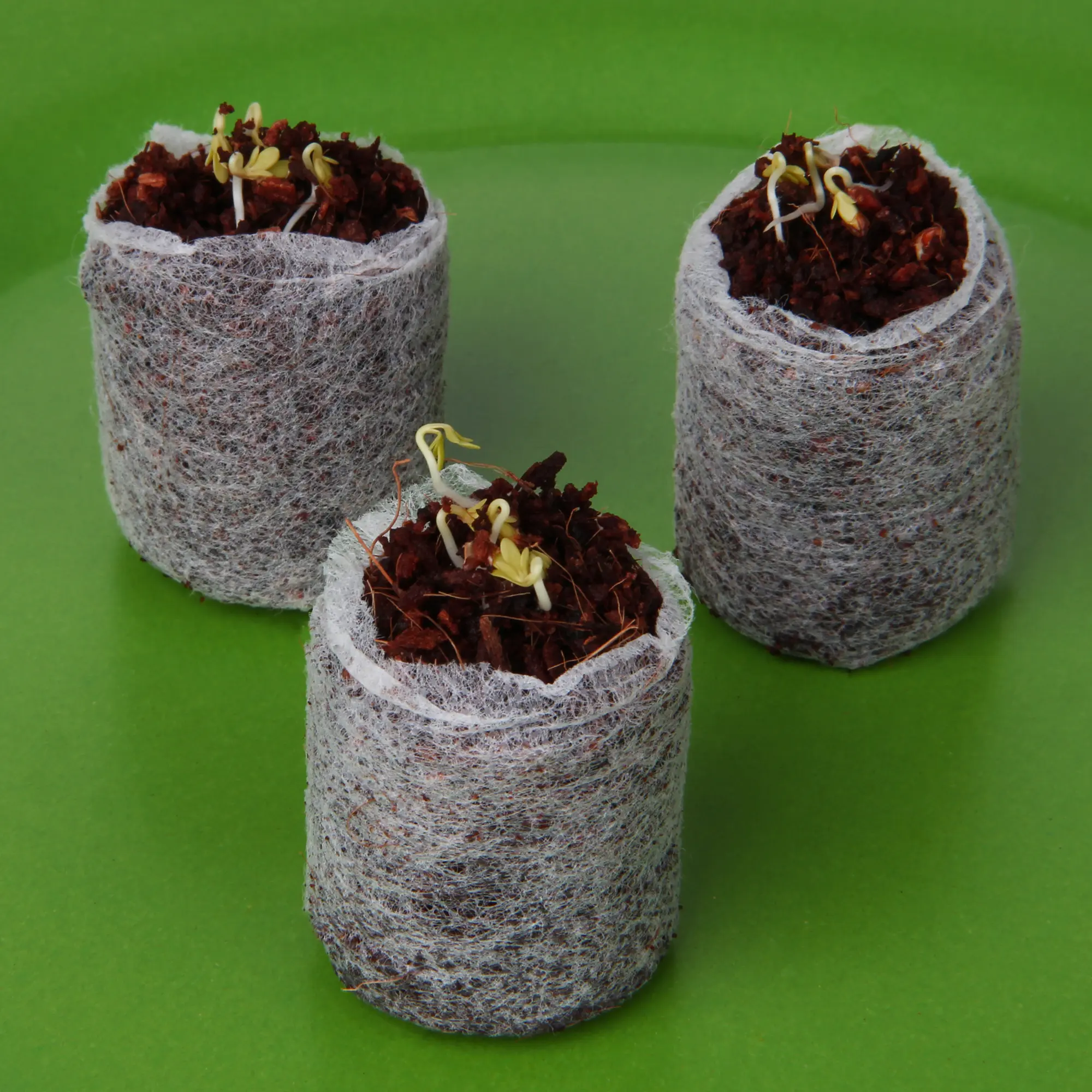 Tres pastillas de coco yourGEAR de 3 cm con cubierta de fibra, utilizadas como sustrato de germinación sin turba; se observan brotes jóvenes emergiendo de la tierra sobre un fondo verde.