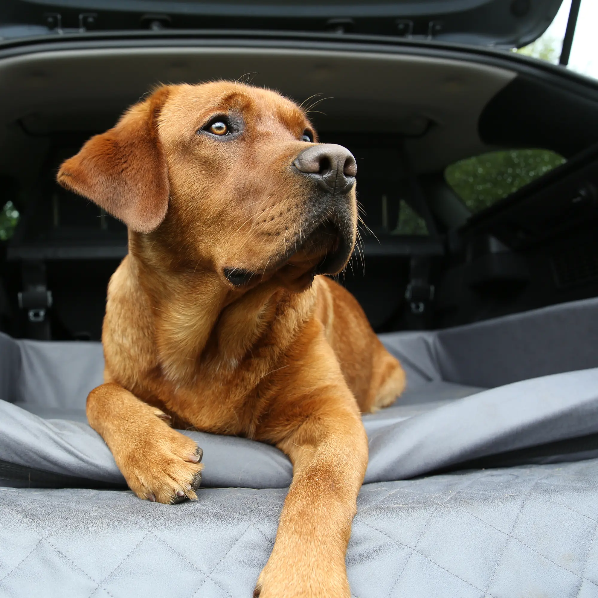 Chien allongé dans un lit pour chien your GEAR Termoli 100 x 70 cm, installé dans le coffre d’une voiture, avec bords rembourrés et protection de pare-chocs, adapté à tous véhicules.