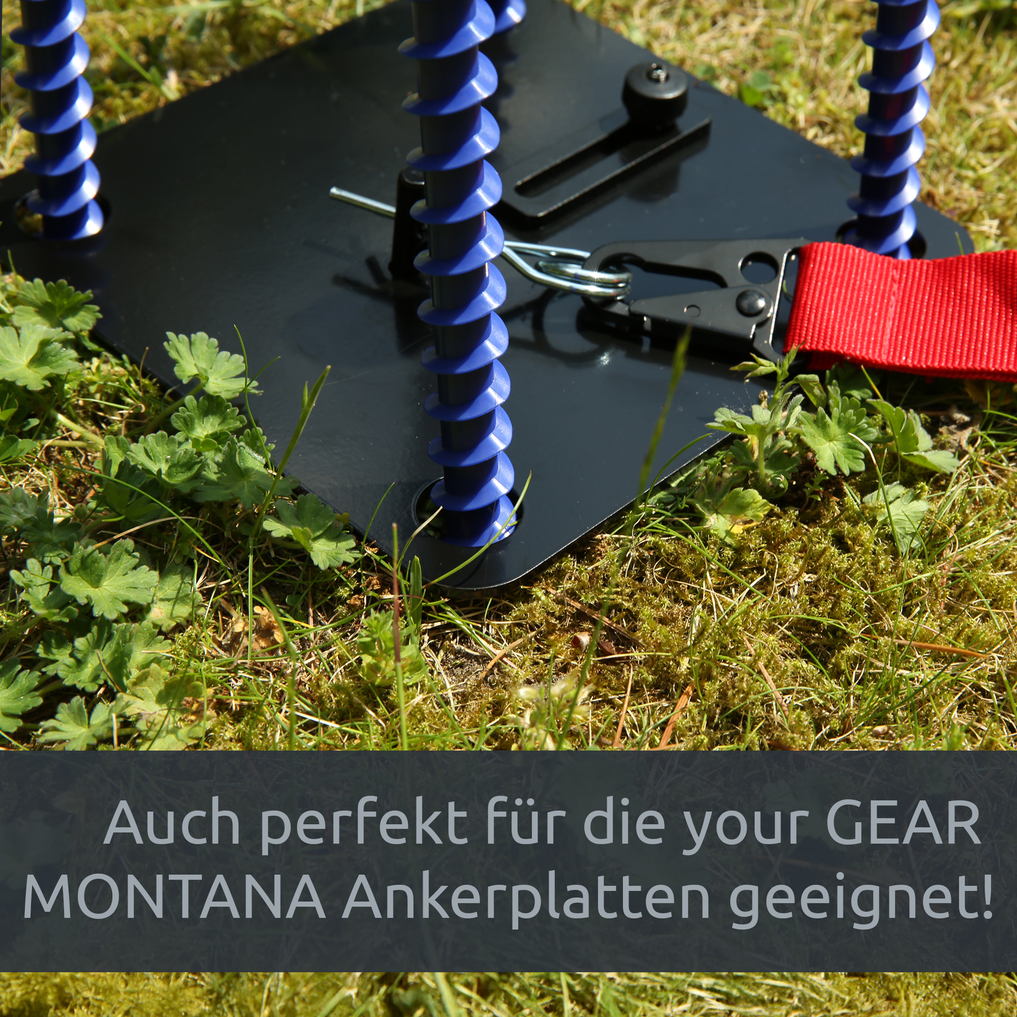Base nera con quattro picchetti a vite corti blu inseriti, moschettone metallico e cinghia rossa fissati su prato — your GEAR Schraubhering Short 26 per ancoraggio tenda/caravan.