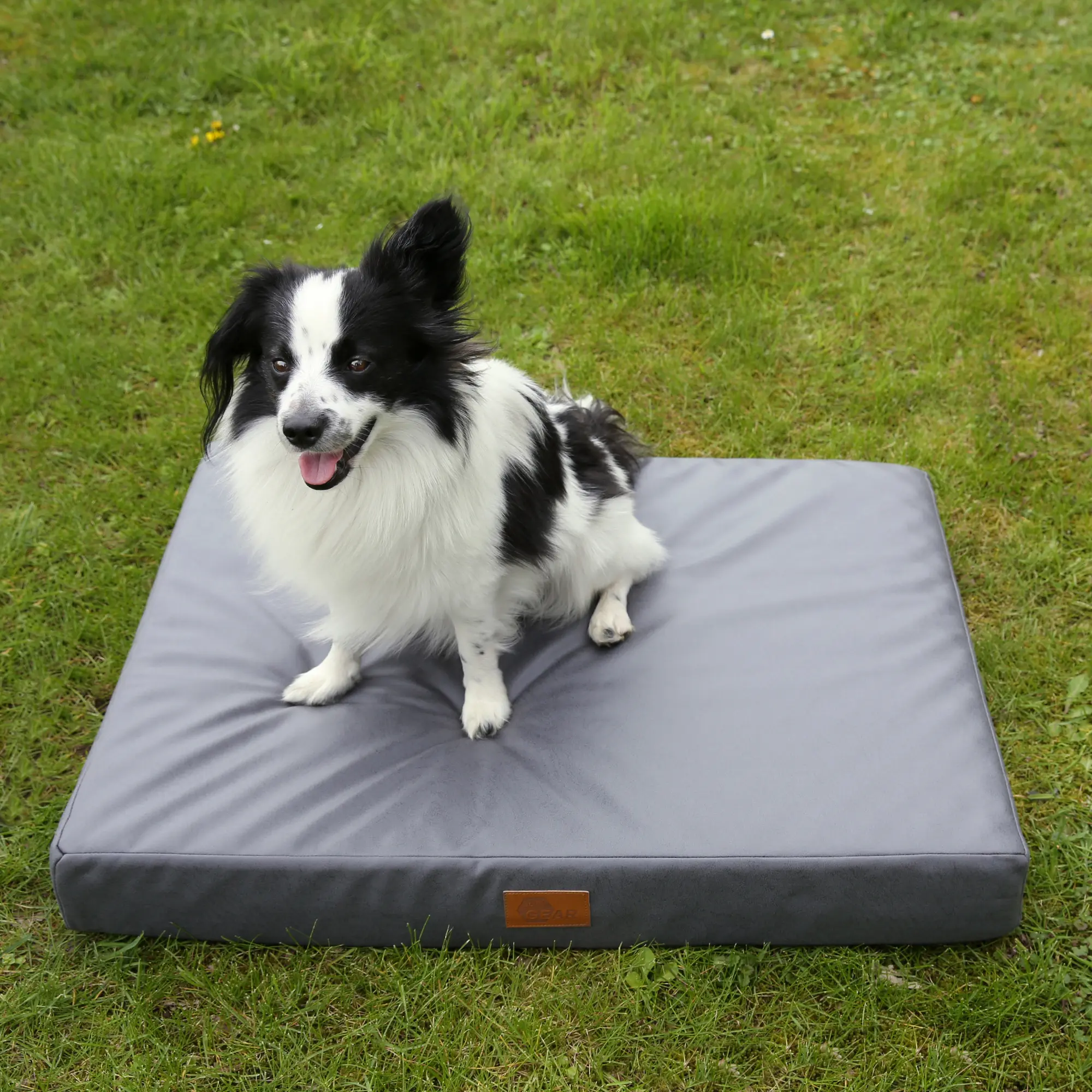 Schwarz-weißer Hund sitzt auf einer grauen, rechteckigen your GEAR Biella 100x70x10 cm orthopädischen Hundematte im Freien; sichtbares Logo, waschbarer Bezug, geeignet für ältere Hunde.
