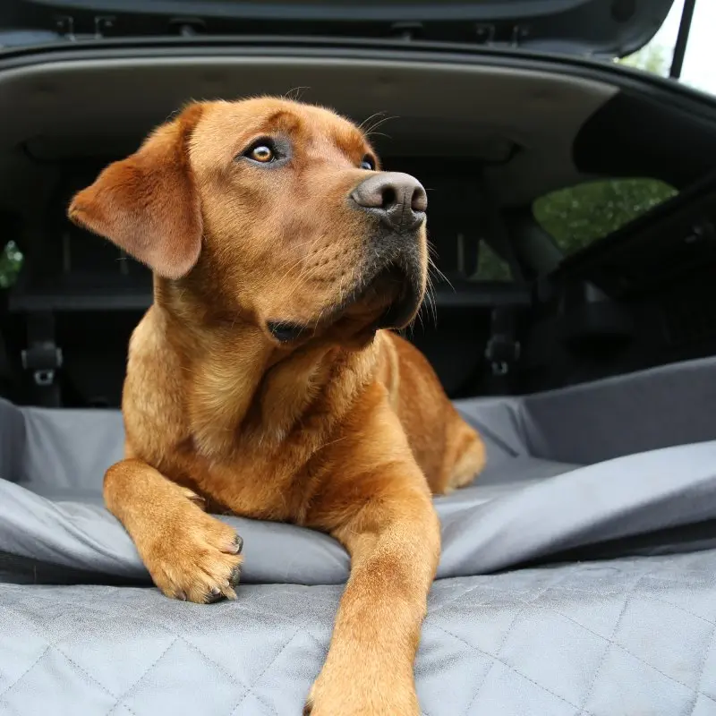 Brauner Hund liegt im your GEAR Termoli Kofferraum-Hundebett mit gepolsterten Seitenwänden und Stoßstangenschutz, ausgelegt im offenen Kofferraum eines Autos, Größe 100 x 70 cm.