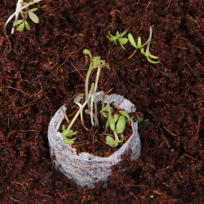 Disco di cocco yourGEAR per semina, con piantine germogliate, rivestito da una sottile pellicola in fibra, immerso in terriccio marrone fine. Substrato senza torba, ideale per la coltivazione sostenibile.