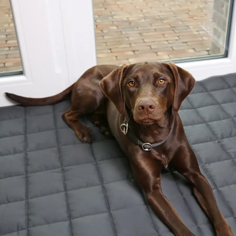 your GEAR Lana Hundematte 160 x 100 cm - Hundedecke, Baumwolle, waschbar, Indoor & Outdoor
