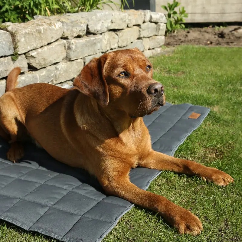 your GEAR Lana Hundematte 120 x 80 cm - Hundedecke, Baumwolle, robust, waschbar, Indoor & Outdoor