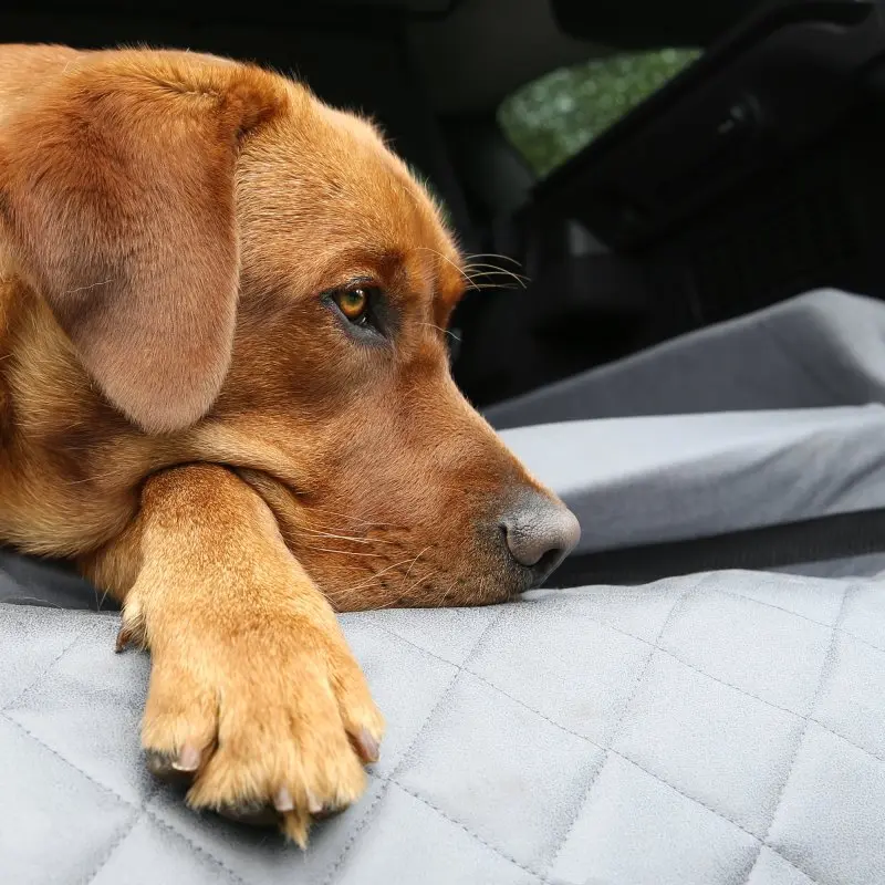 Brauner Hund liegt entspannt auf dem your GEAR Termoli Hundebett mit grauer, gesteppt gepolsterter Oberfläche im Kofferraum; sichtbarer Ladekantenschutz für Autoschutz und Komfort.