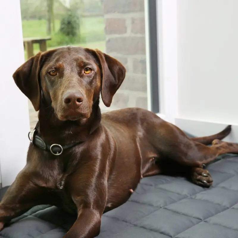 your GEAR Lana Hundematte 120 x 80 cm - Hundedecke, Baumwolle, robust, waschbar, Indoor & Outdoor