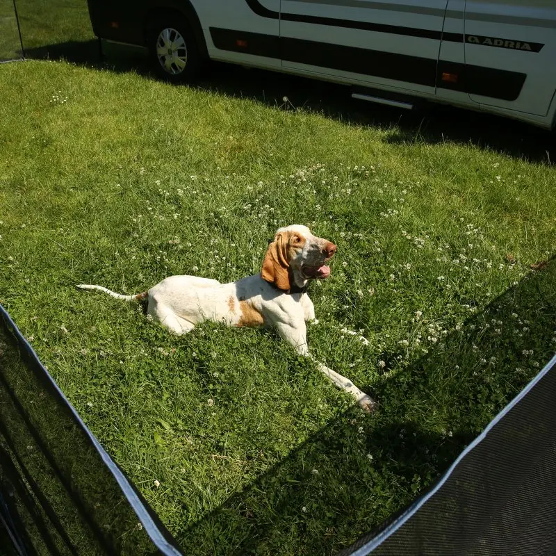 Hund liegt im your GEAR Larino 400 mobilen Hundezaun auf einer Wiese, Zaunelemente als flexible Abgrenzung, ideal für Camping und Garten, Camper im Hintergrund, 90 cm hoch, erweiterbar.
