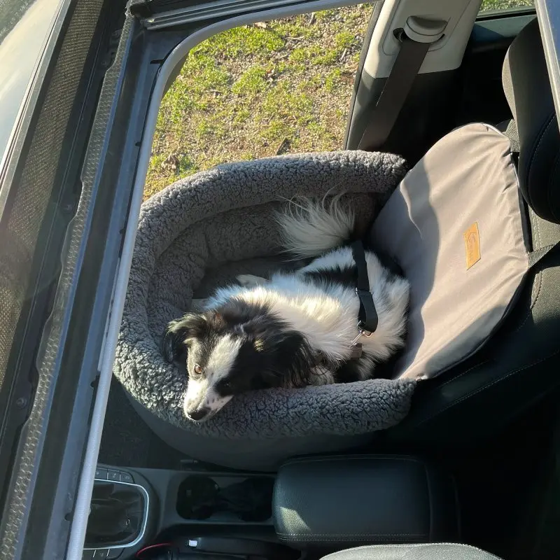 Dog sitting in the your GEAR Frontera car dog seat with raised sides, soft grey cushion, seatbelt attachment, and adjustable leash, placed on the front passenger seat of a car.