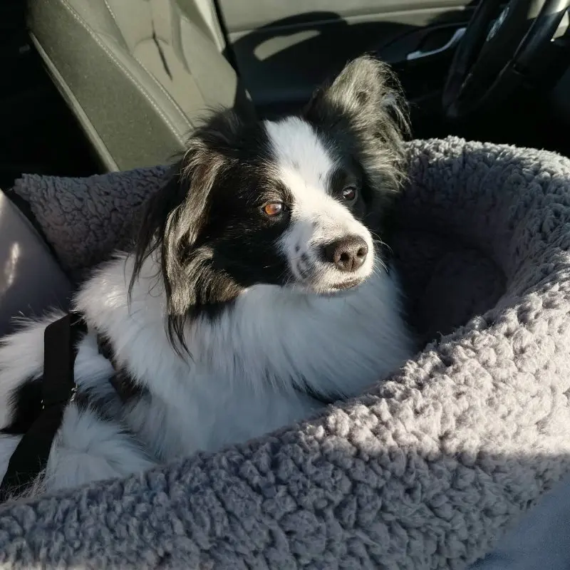 Dog sitting in the your GEAR Frontera car seat with soft, raised sides, adjustable harness, and safety strap, placed on the car seat for secure and comfortable travel for pets.