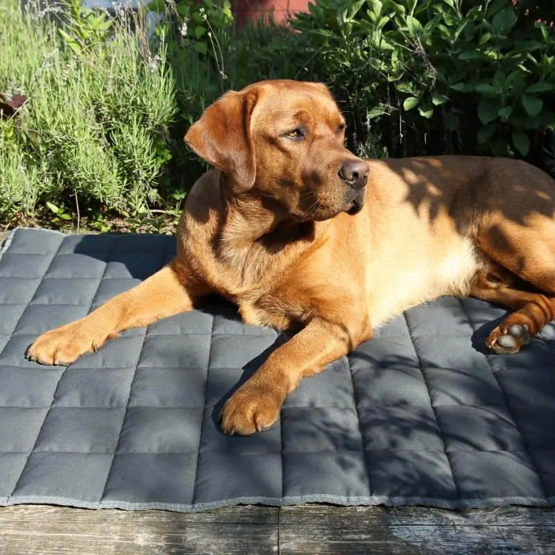 your GEAR Lana Hundematte 160 x 100 cm - Hundedecke, Baumwolle, waschbar, Indoor & Outdoor