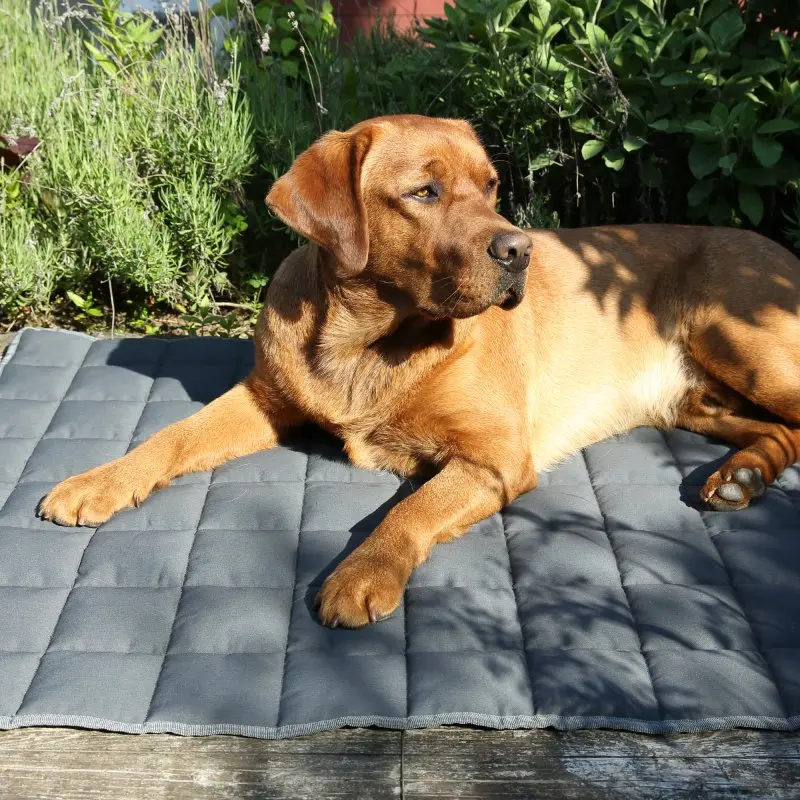 your GEAR Lana Hundematte 120 x 80 cm - Hundedecke, Baumwolle, robust, waschbar, Indoor & Outdoor